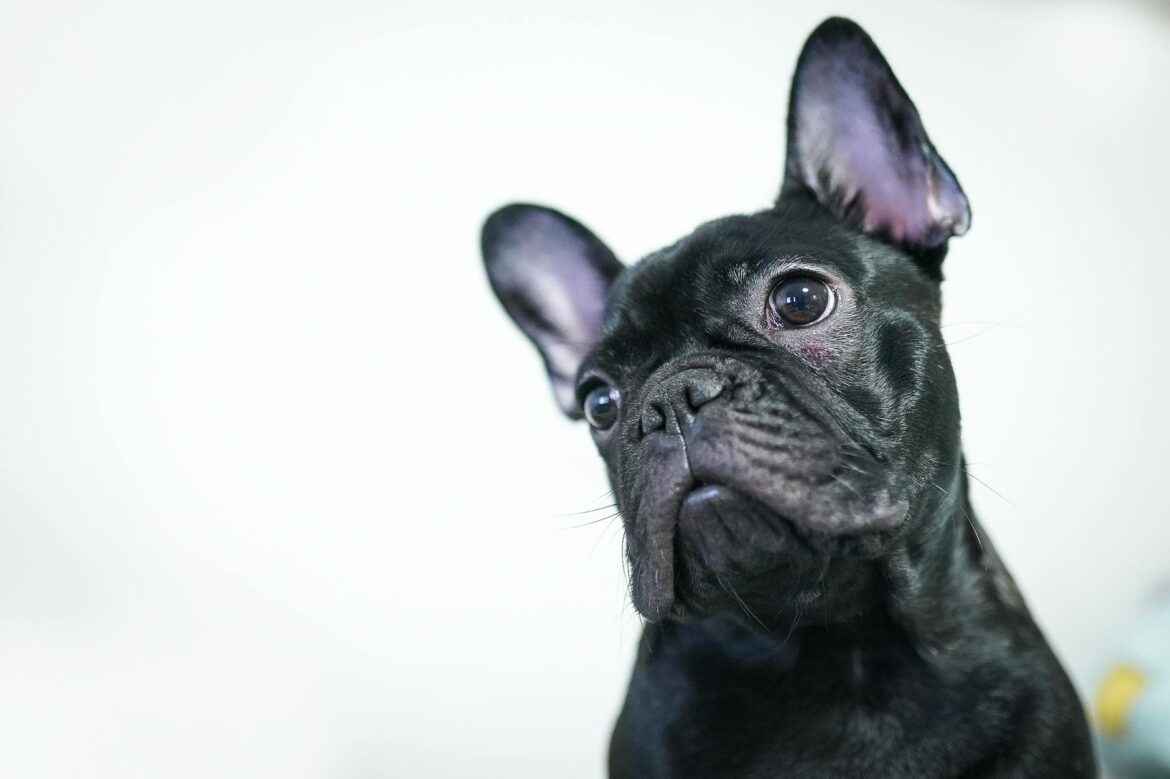 White French Bulldog Puppy for Sale in Norfolk – Your Complete Local Guide - ilustracja artykulu