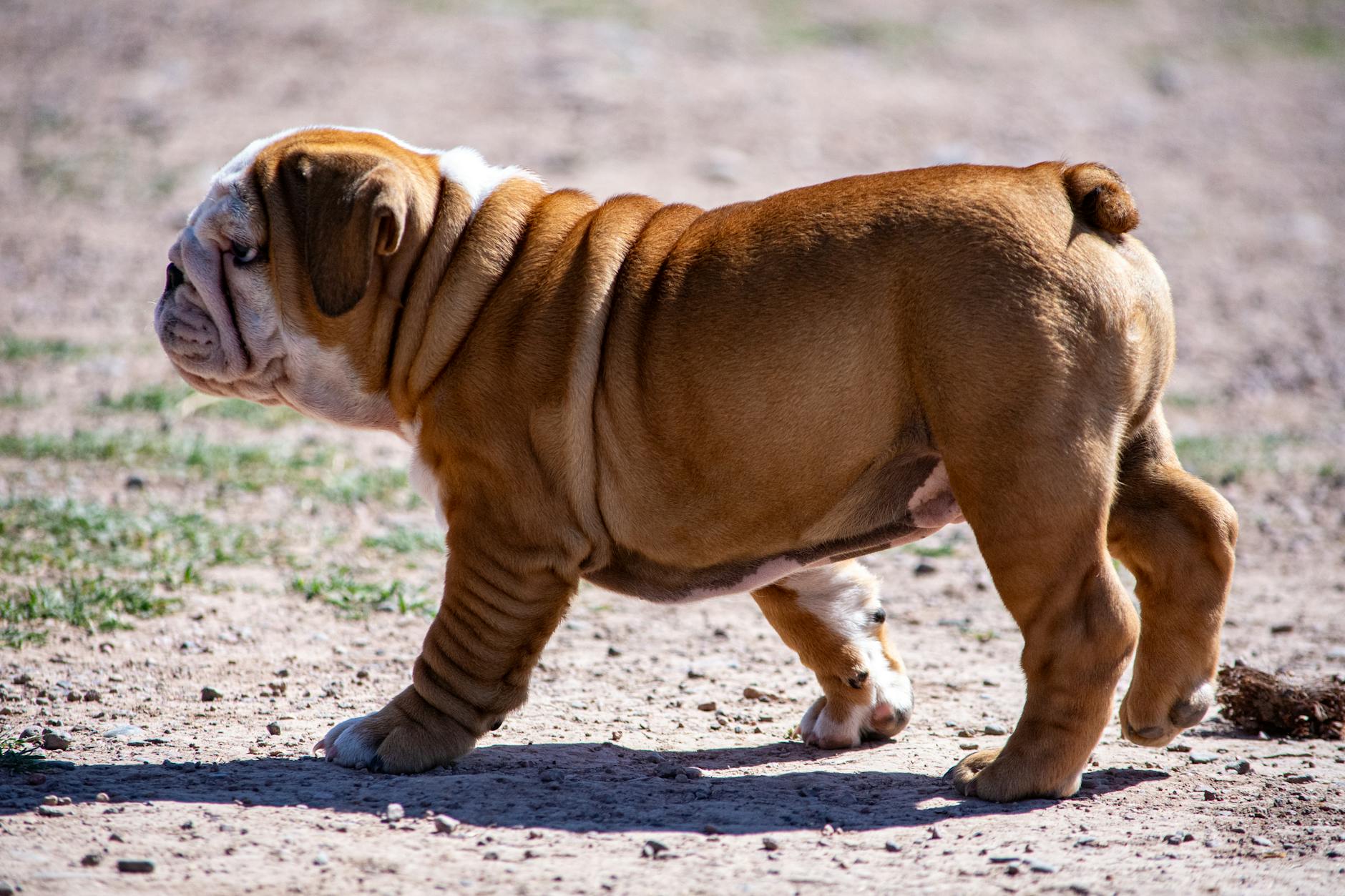 English Bulldog Puppy For Sale Near Me: Your Complete Colkirk Norfolk Guide - zdjecie w tresci