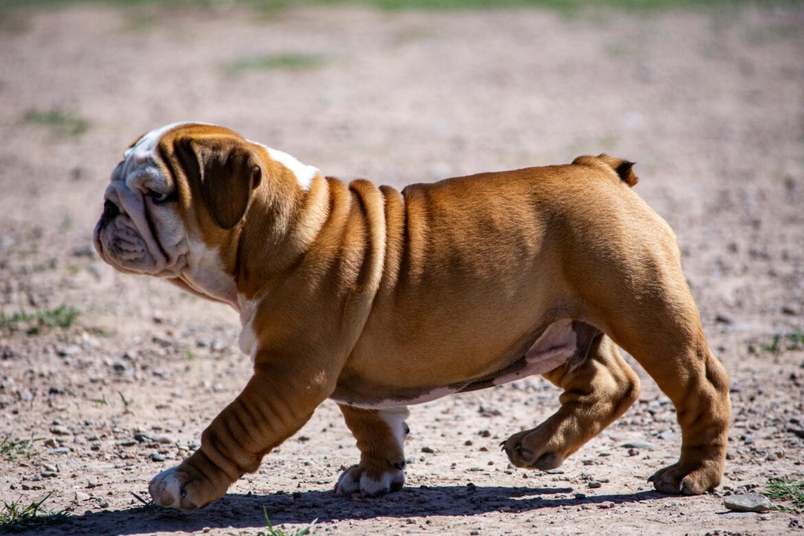 English Bulldog Puppy For Sale Near Me: Your Complete Colkirk Norfolk Guide - ilustracja artykulu