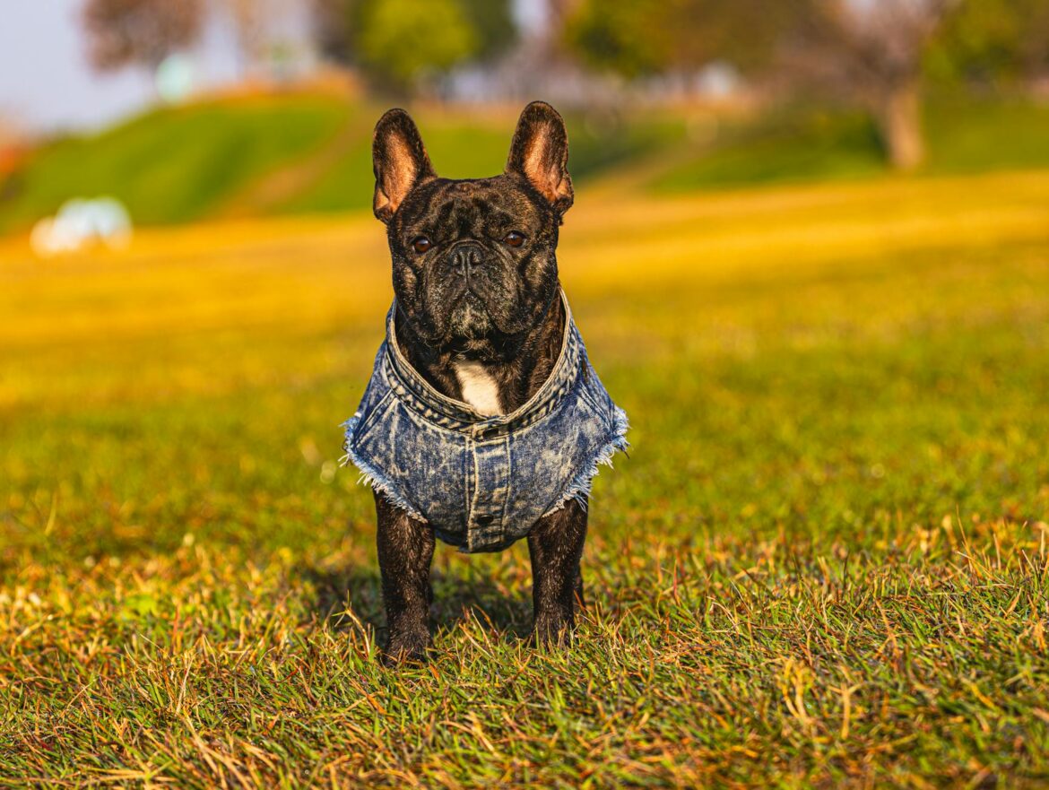 French Bulldog Black Puppy for Sale in Norfolk - ilustracja artykulu