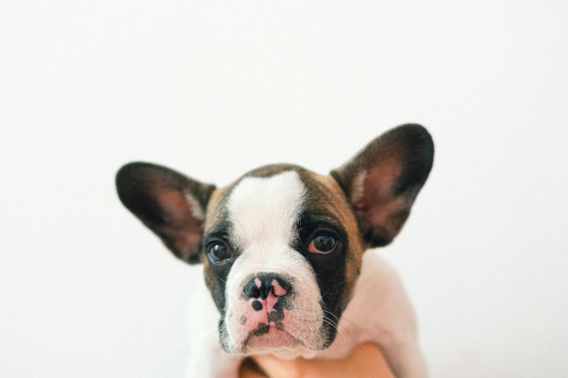 Puppy for Sale French Bulldog in Norfolk: Your Complete Local Guide - zdjecie w tresci