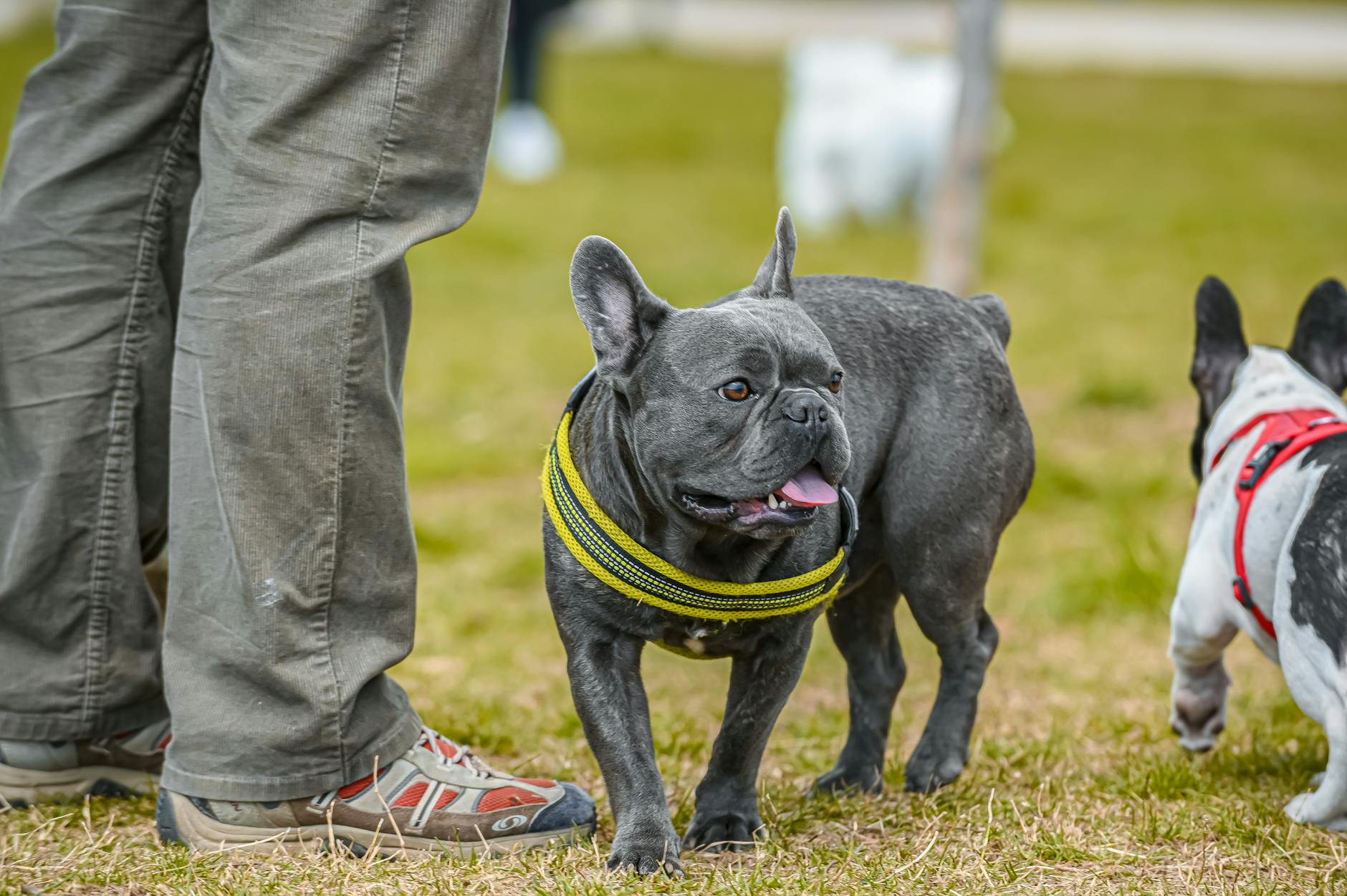 French Bulldog Black Puppy for Sale in Norfolk - zdjecie w tresci