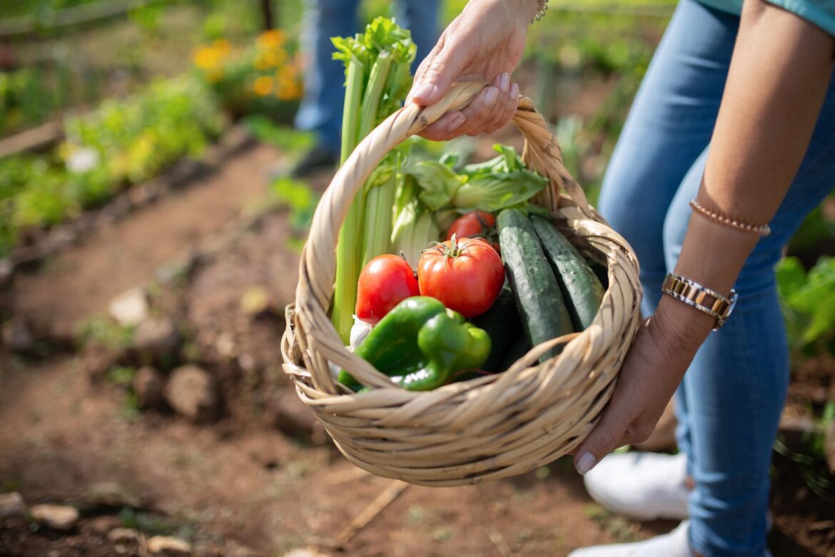 Allotment Waiting List How Apply: A Practical Village Guide - ilustracja artykulu